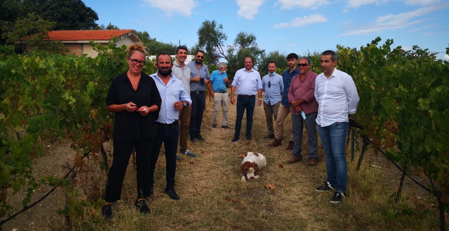 Concimi biologici per la Malvasia doc 