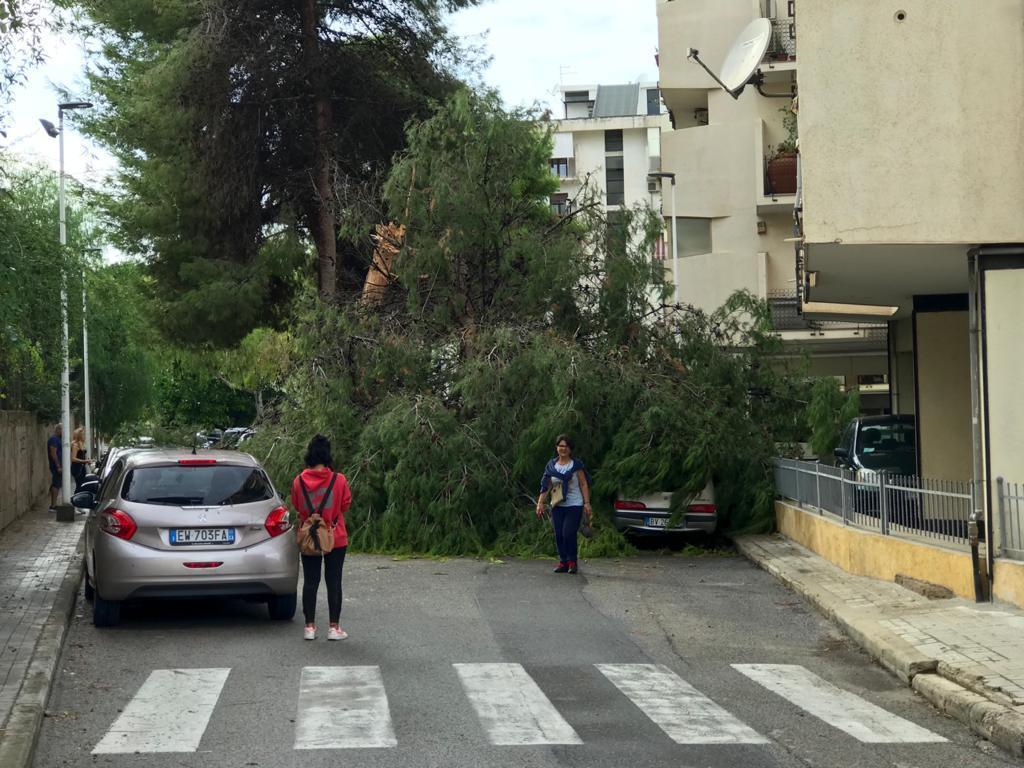 Cagliari, non si placano le polemiche per l'abbattimento degli alberi
