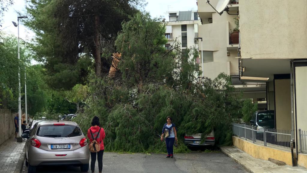 Cagliari, non si placano le polemiche per l'abbattimento degli alberi