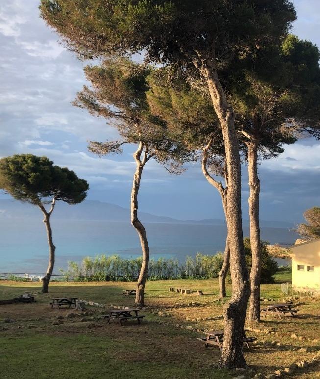 Una colletta per ripiantare i pini abbattuti a Pianosa
