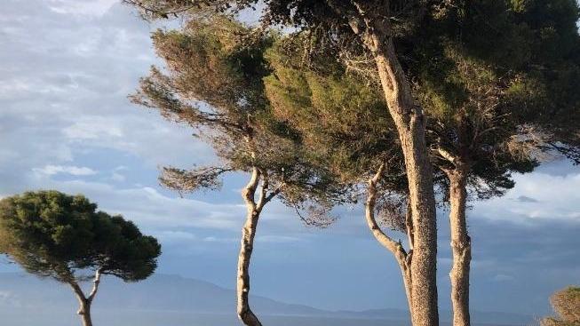 Una colletta per ripiantare i pini abbattuti a Pianosa