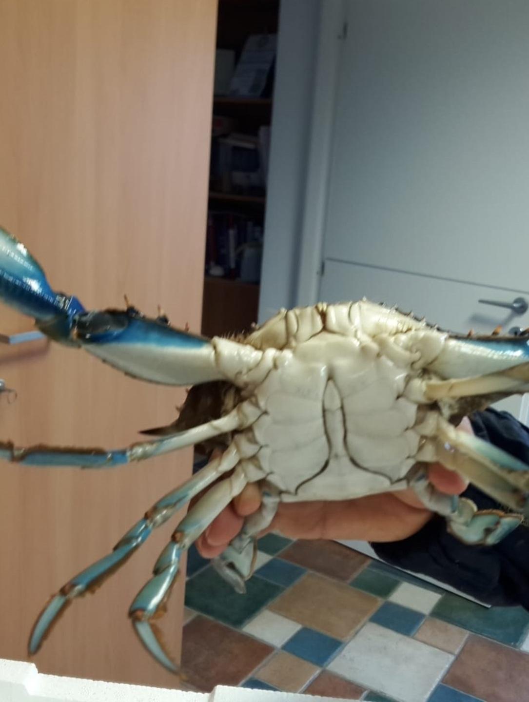 Pescatori alle prese con il granchio blu 