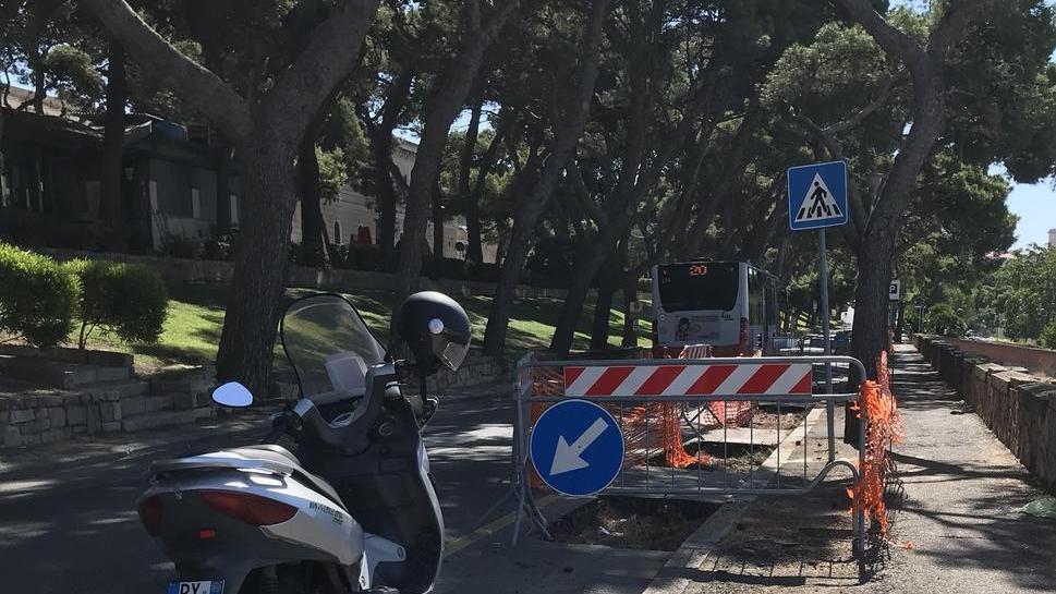 Alberi segati dal Comune: arrivano i carabinieri