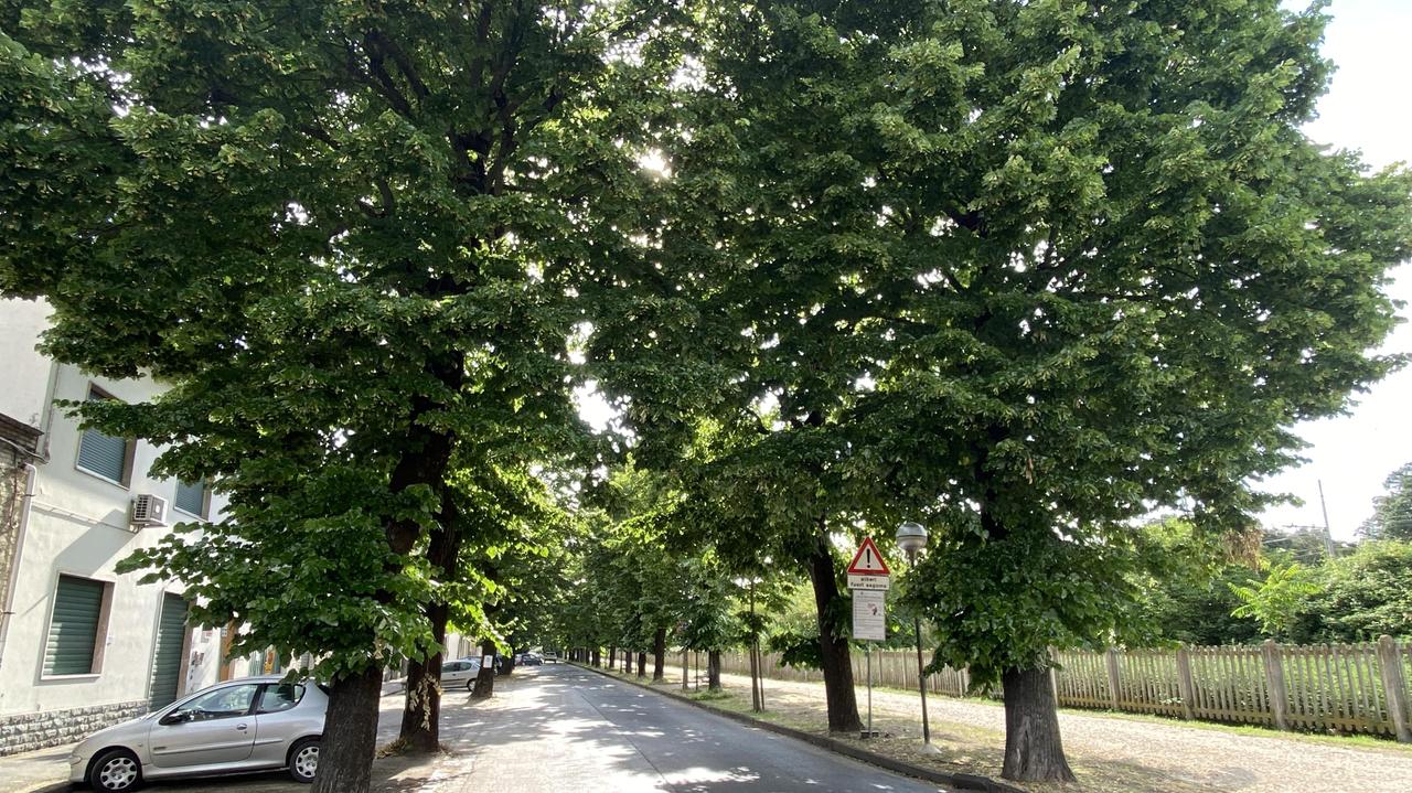 I tigli del viale IV Novembre che verranno tagliati (foto Carlo Sestini)