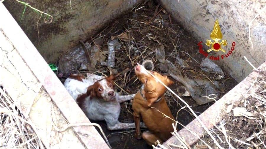 Villasor, due cani cadono in un pozzo: salvati dai vigili del fuoco