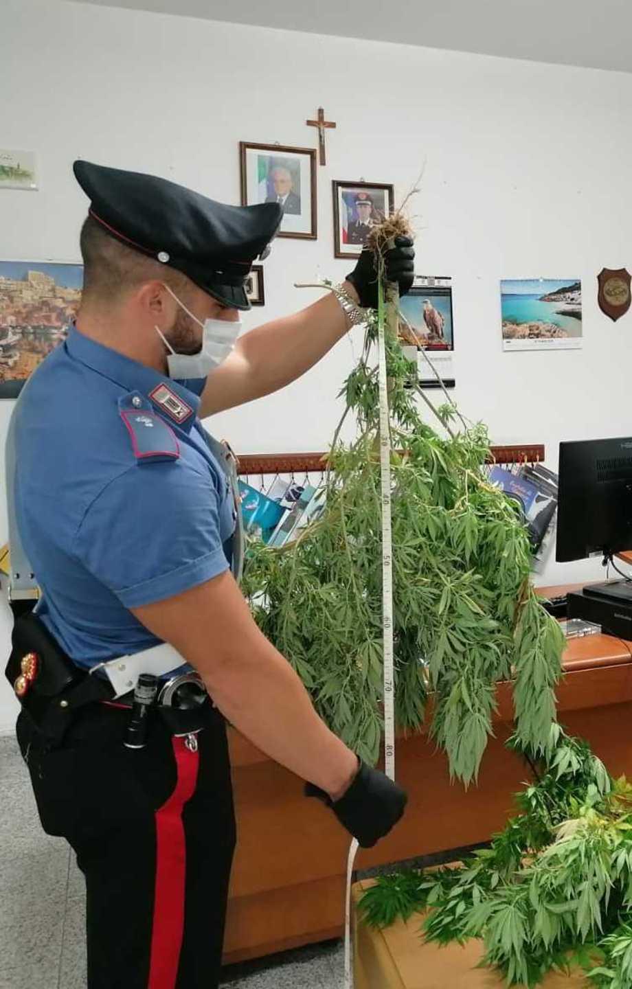 Sul balcone le piante di marijuana 