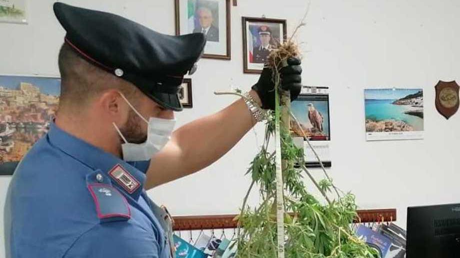 Sul balcone le piante di marijuana