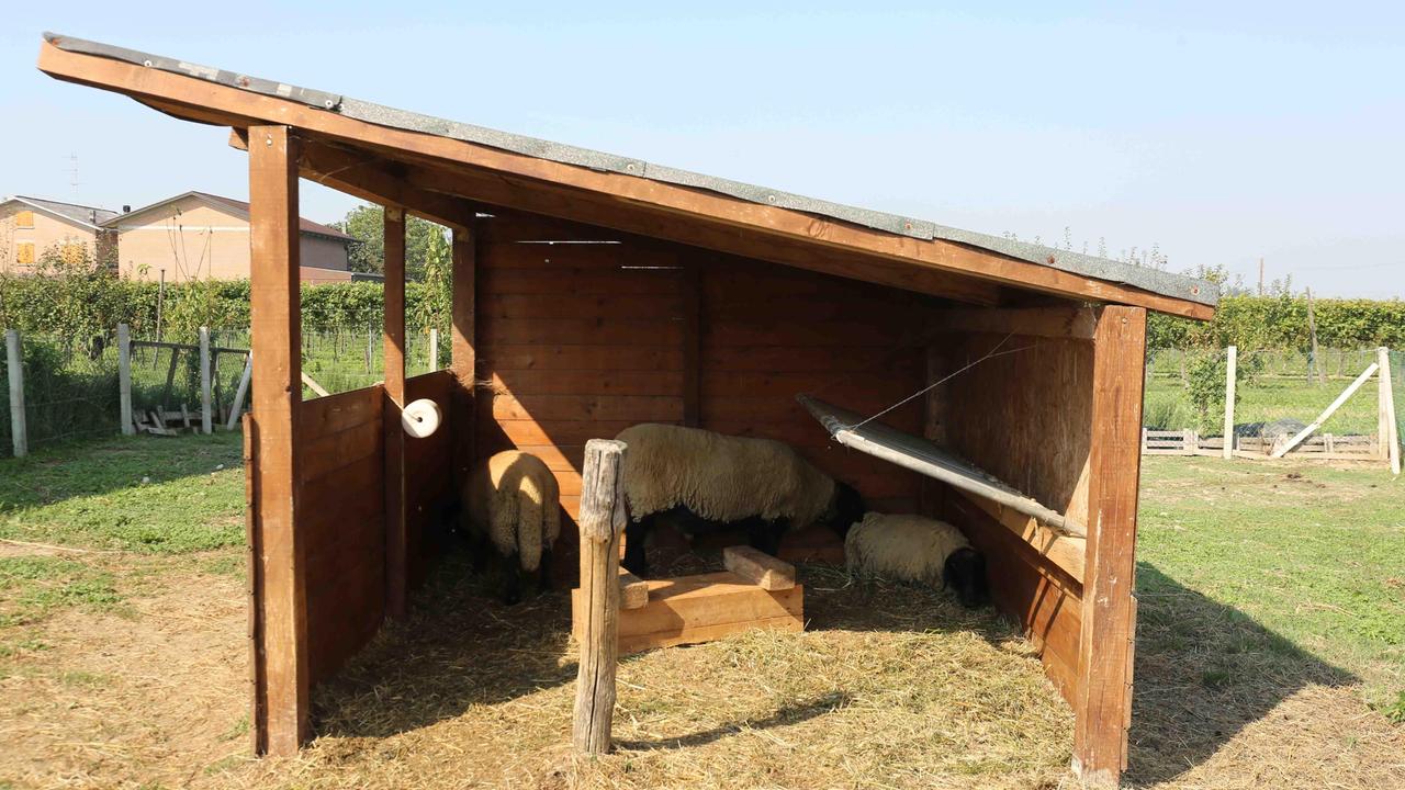 Gli animali superstiti nel capanno di Cadelbosco Sopra
