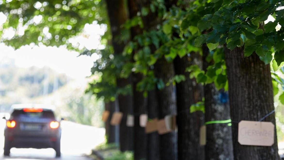 Saranno abbattuti 44 alberi C’è l’ok della Soprintendenza