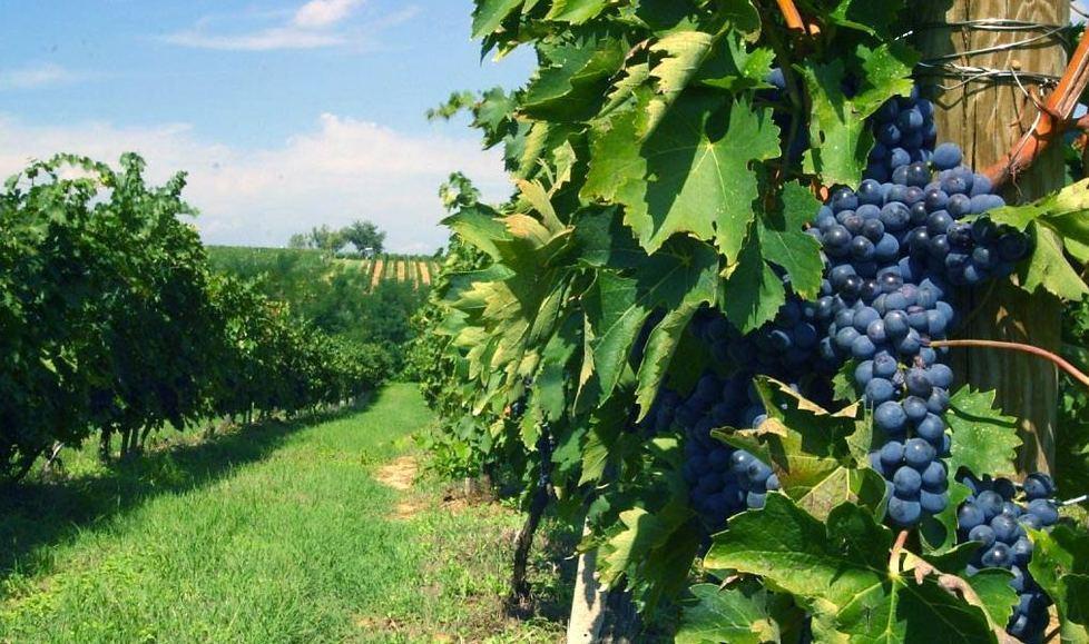 «I consumi del vino stanno cambiando e c’è il boom on line»
