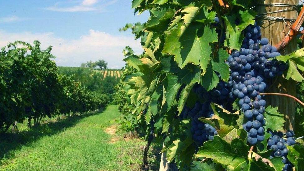 «I consumi del vino stanno cambiando e c’è il boom on line»