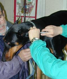 Il Servizio veterinario dell’Assl riprende l’anagrafe canina