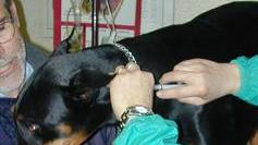 Il Servizio veterinario dell’Assl riprende l’anagrafe canina