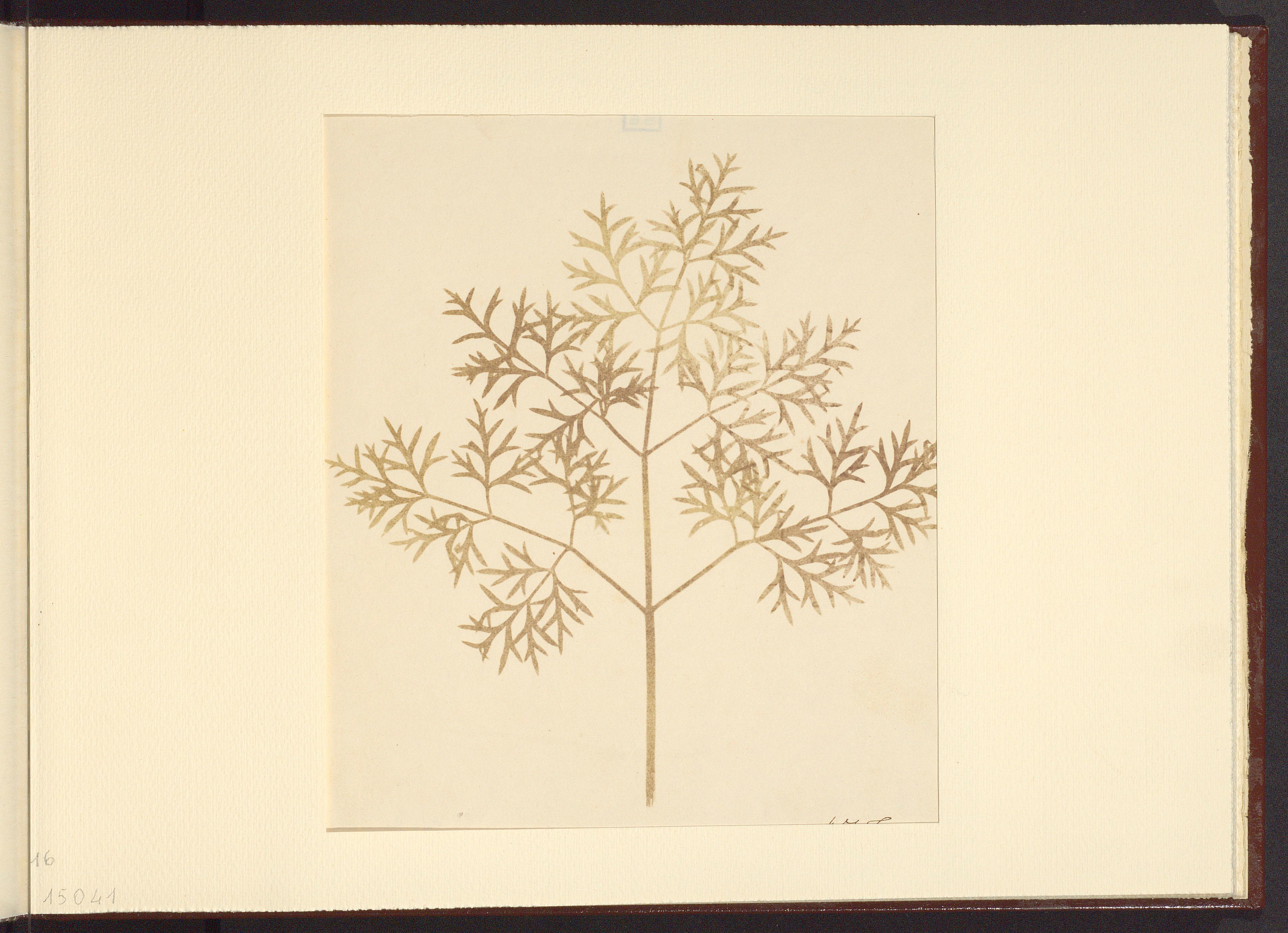 A casa con gli Este/ Autoritratto della natura nel disegno di Fox Talbot