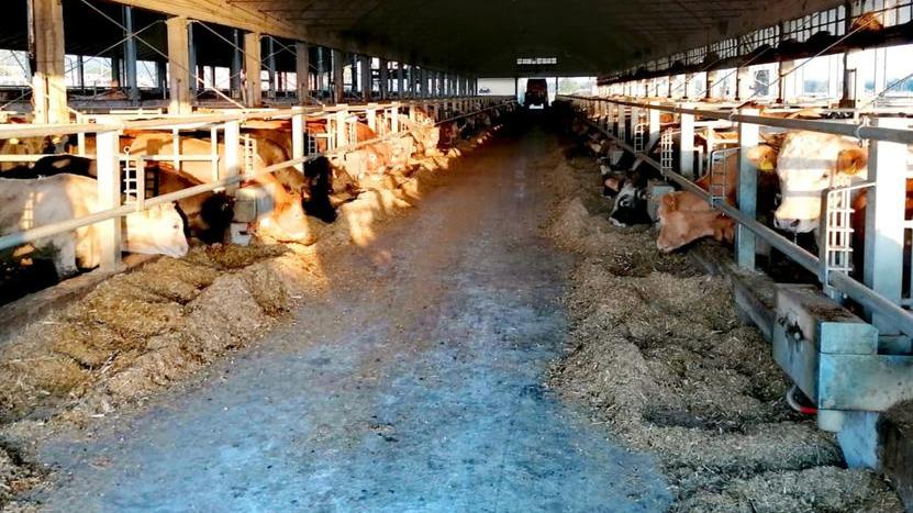 Maleodoranze, ecco la centralina per controllare l’aria alla stalla de I Fabbri