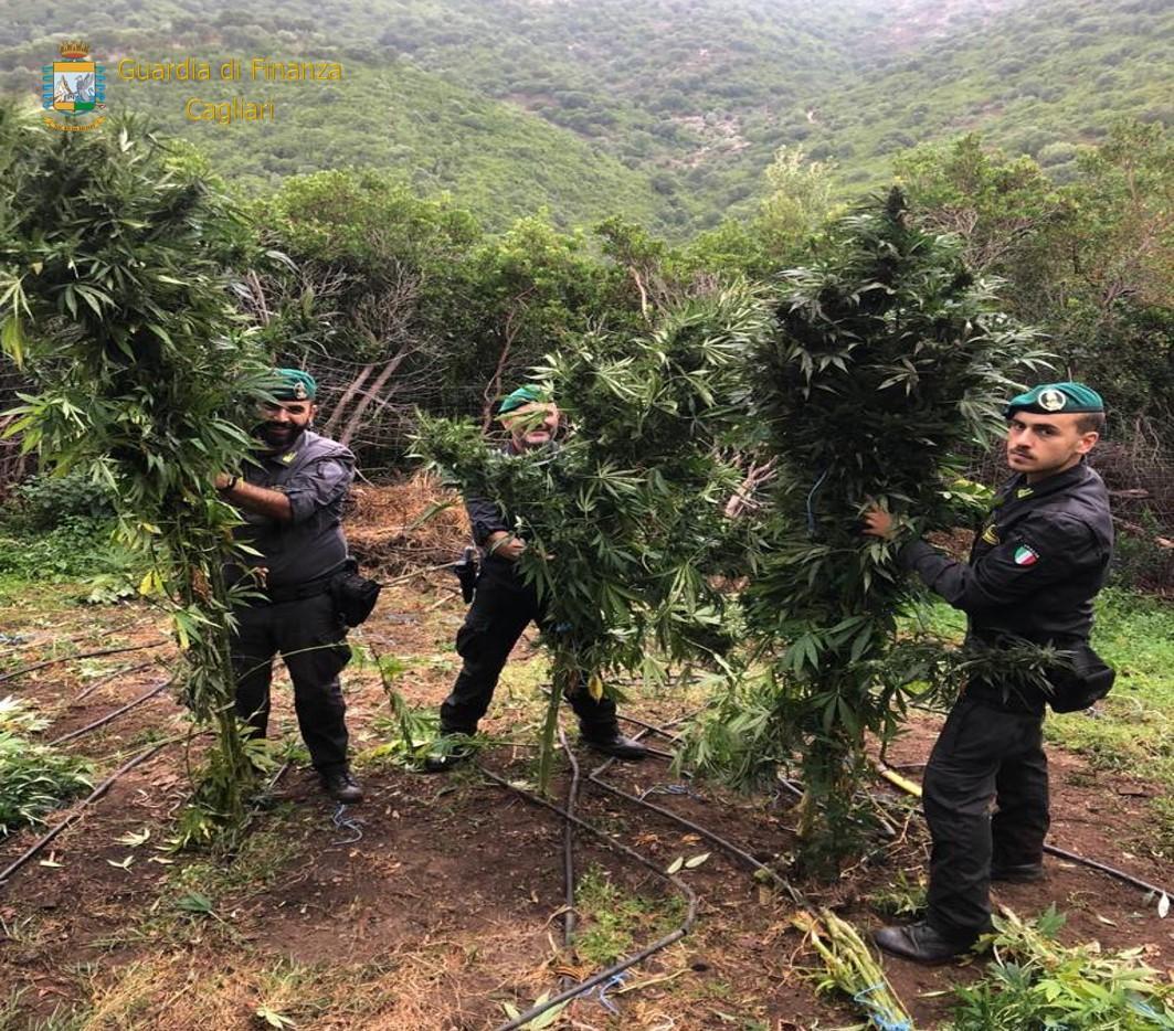 Silius, scoperta una piantagione di marijuana