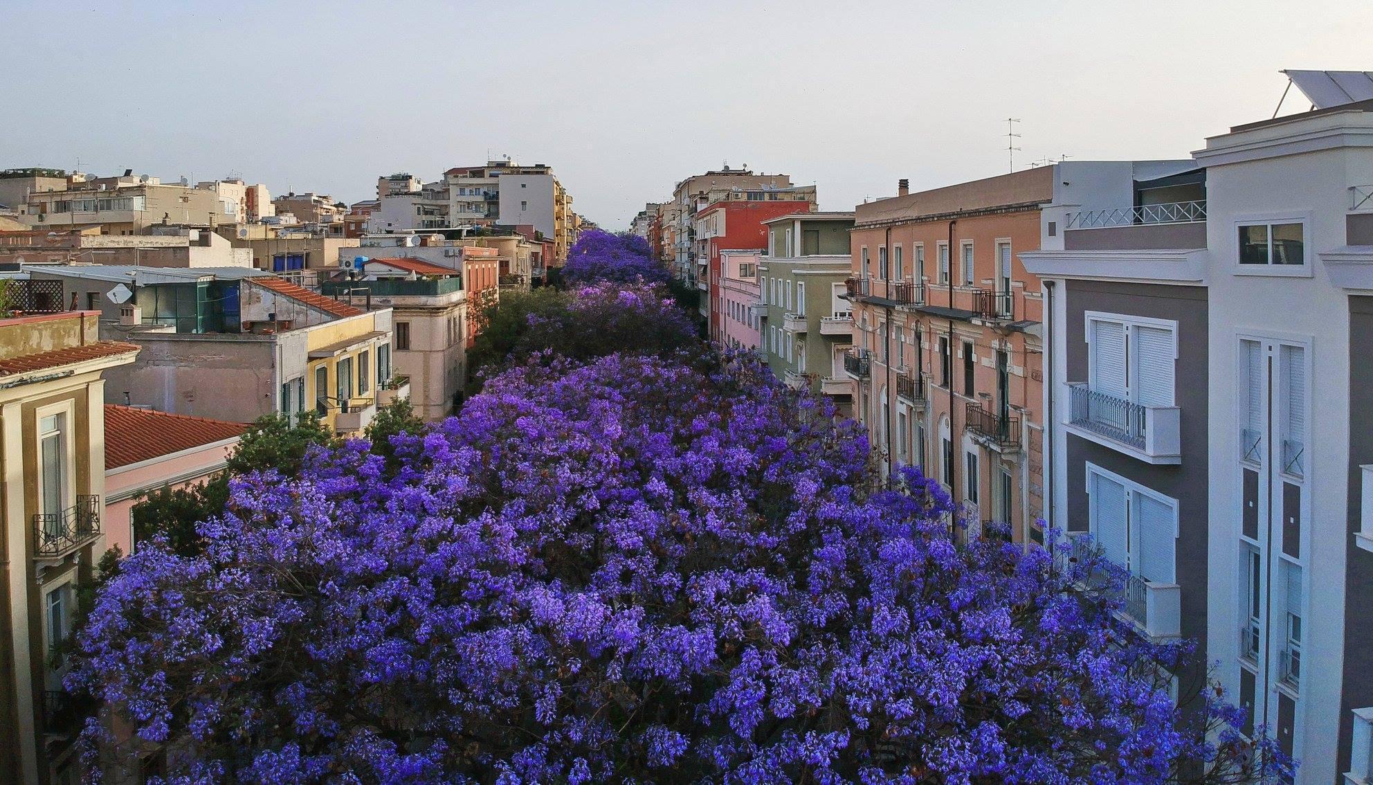 Le jacarande di via Dante a Cagliari