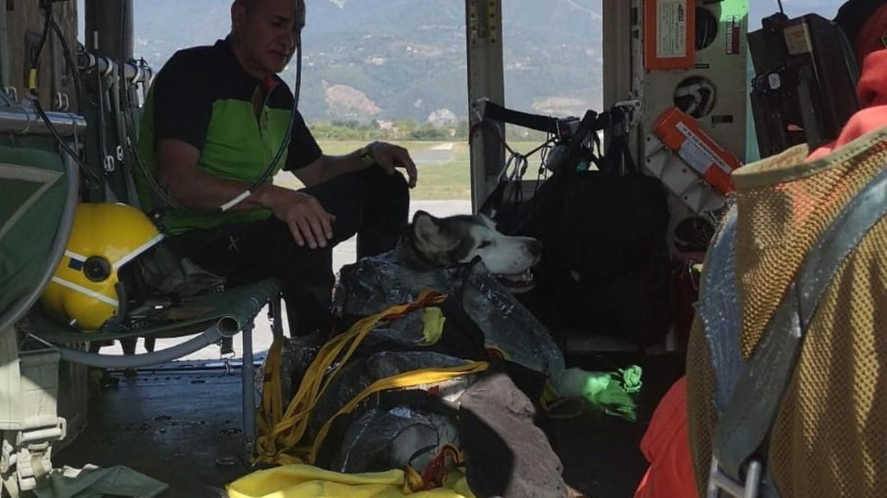 Finisce male per l’Husky la passeggiata sui monti: ricoverato per il caldo