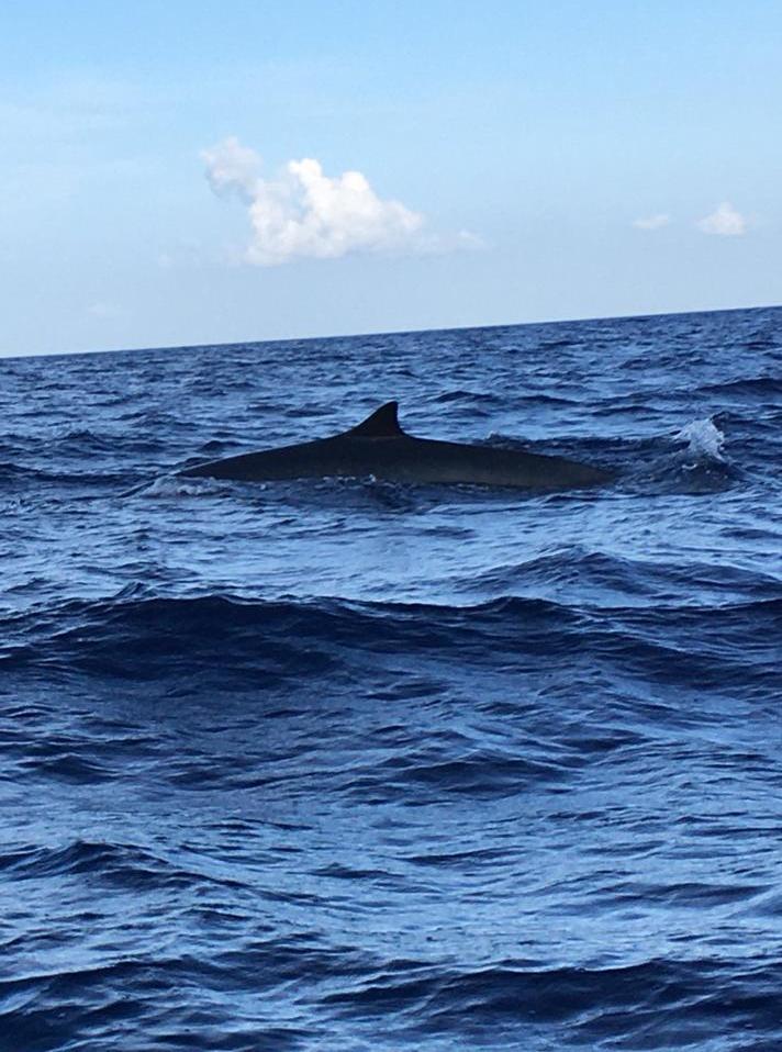 Un esemplare di balena al largo di Cala Gonone 
