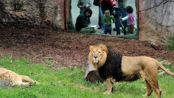 Lo zoo di Roma si scusa: «Eccesso di zelo: tornate» 