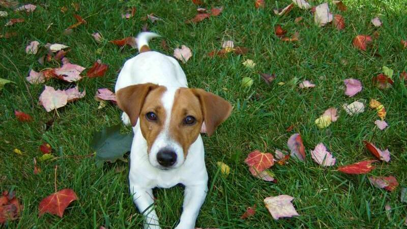 Ro, rubano Jack Russel da mille euro: denunciati