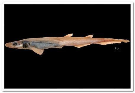 Nel mare di Villasimius il primo gattuccio di mare mutante