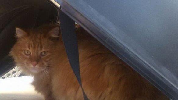 Undici gatti spariti da maggio ad oggi: «Che fine hanno fatto?»