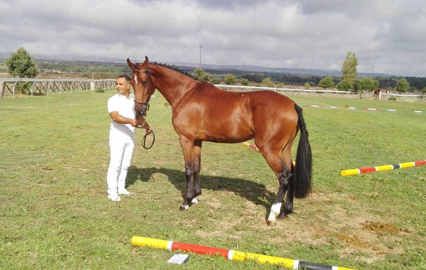 Ostacoli da record a Tanca Regia boom di iscritti per il Premio Sardo