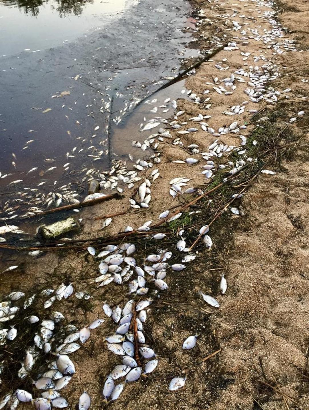 Moria alla foce del Surrau spiaggia coperta dai pesci 