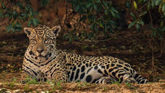 Brasile: rogo distrugge 85% maggior santuario giaguari mondo