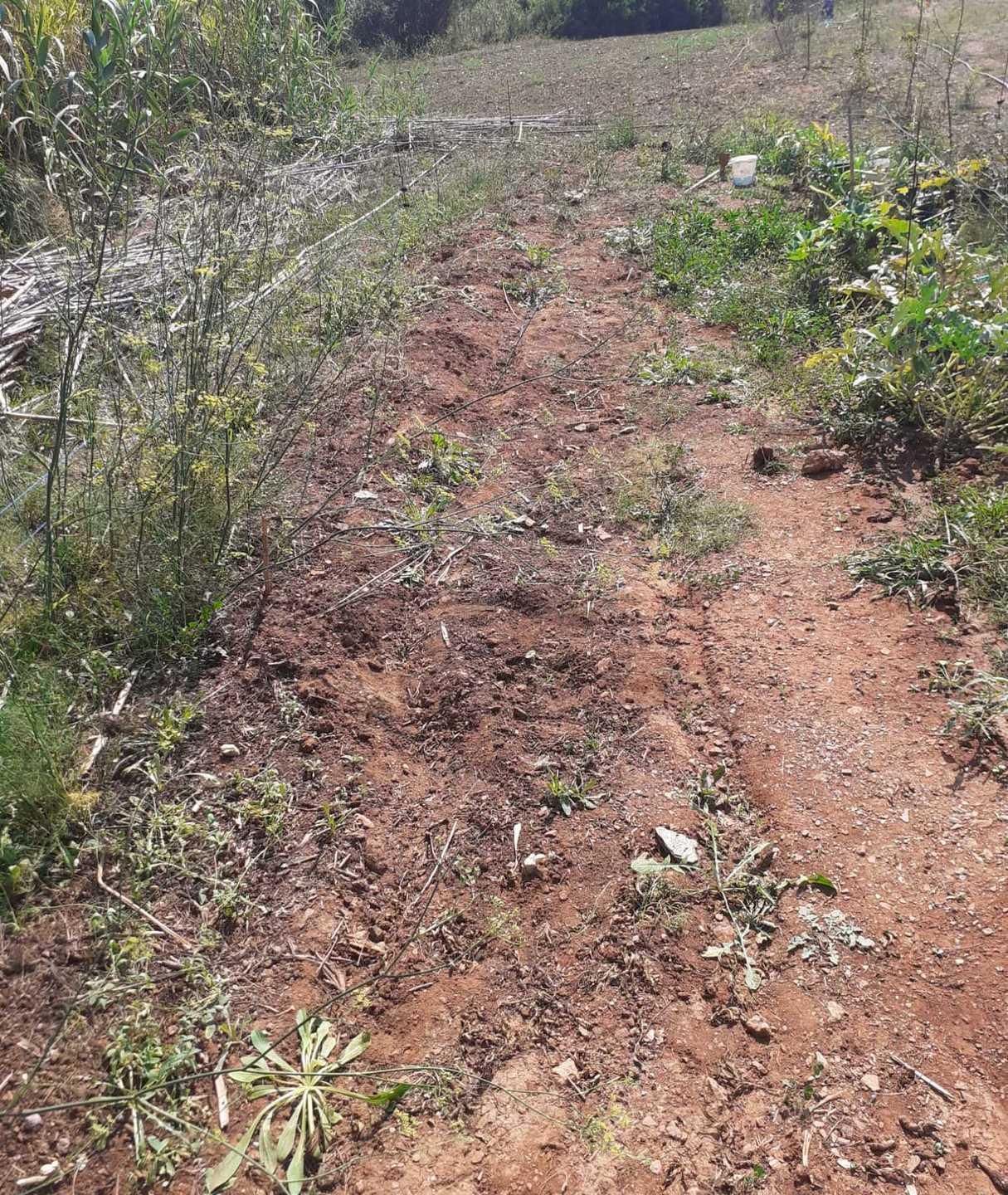 Furto nel campo di canapa, rubate tutte le piante 