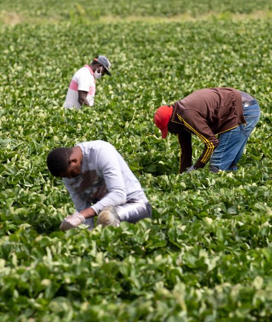 Esonero dei contributi nella filiera agricola