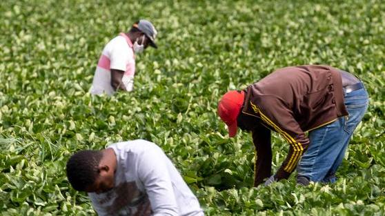 Esonero dei contributi nella filiera agricola