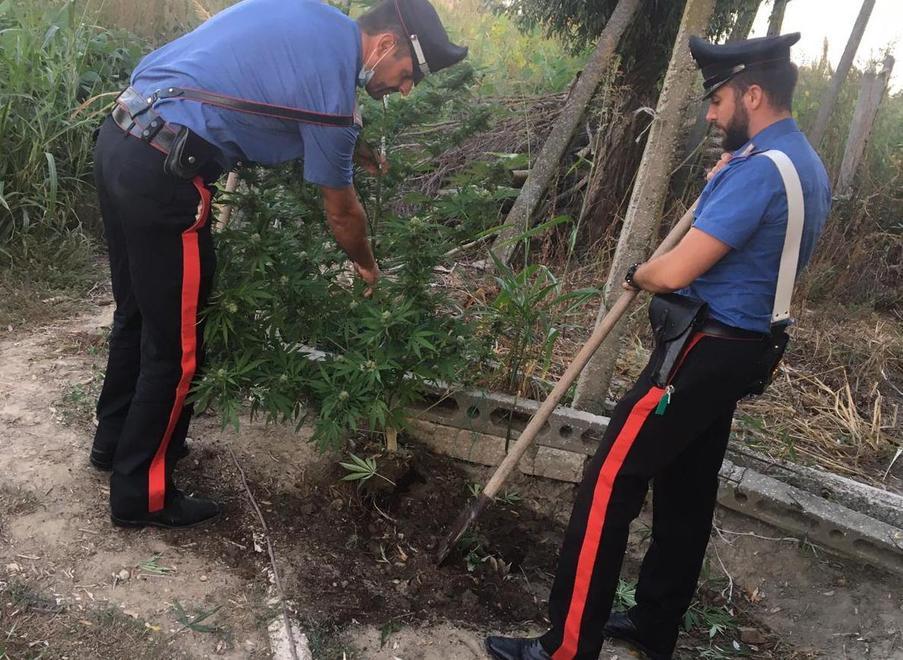 Piantine e droga in casa Due arrestati per possesso e spaccio 