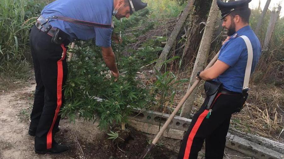 Piantine e droga in casa Due arrestati per possesso e spaccio