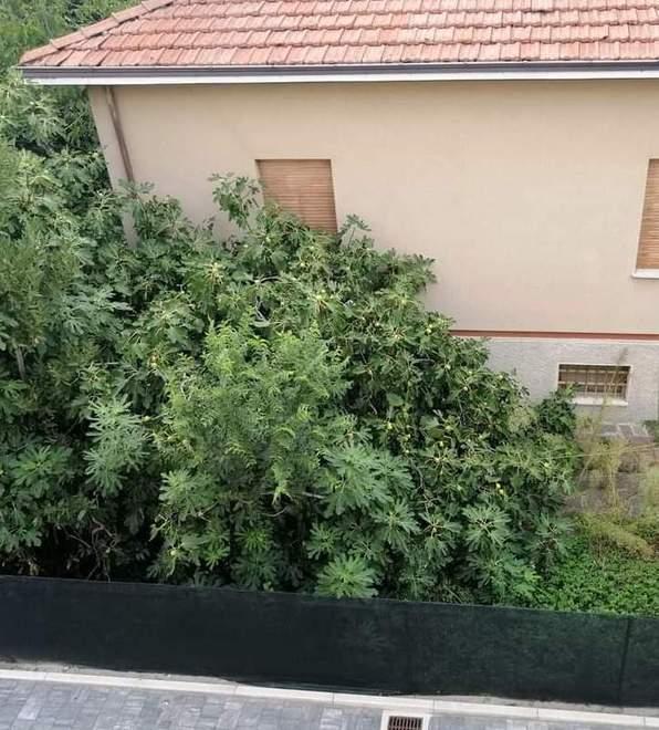 Formigine «La mia casa è circondata dalla foresta del vicino» 