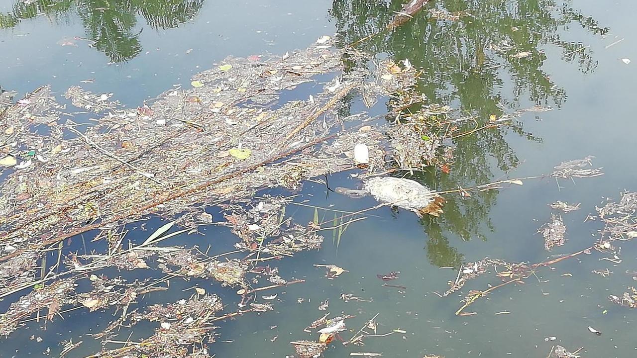 «Le anatre del canale Brugiano uccise da tossina botulinica»