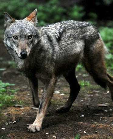 «Aiuteremo le aziende agricole a difendersi dai branchi di lupi» 