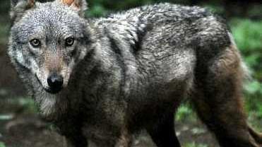 «Aiuteremo le aziende agricole a difendersi dai branchi di lupi»