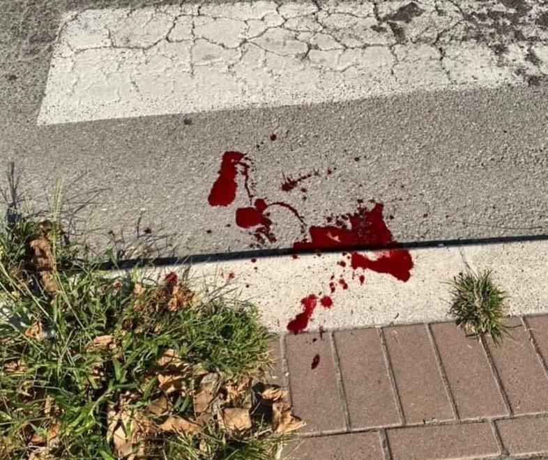Cane ammazzato sulle strisce «La strada come una pista»