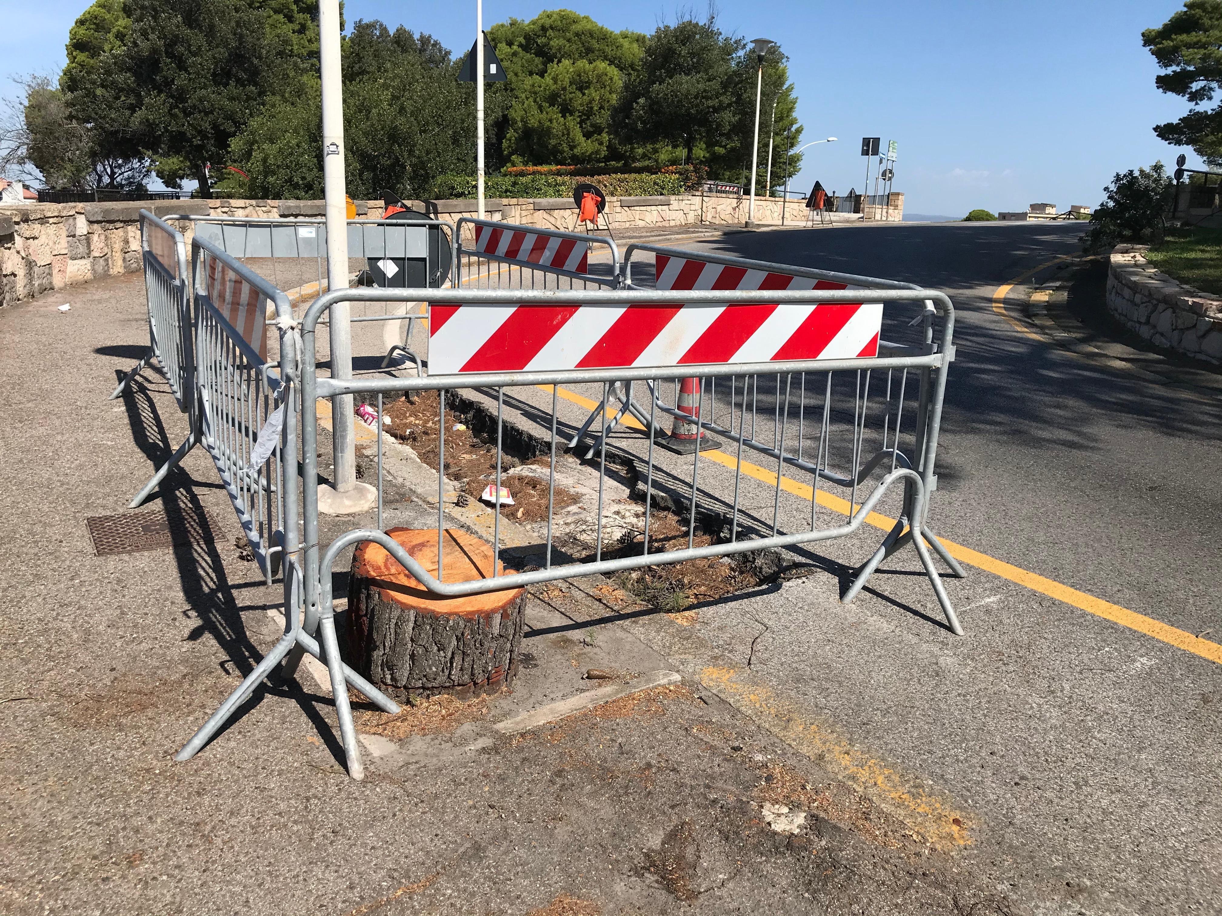 Uno degli alberi segati in viale Buoncammino