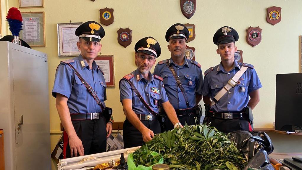 Le piantine sequestrate dai carabinieri