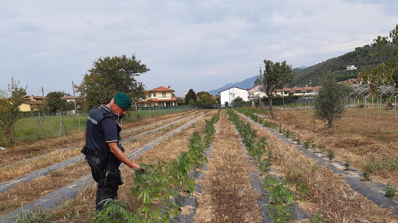 Maxi sequestro di prodotti a base di canapa