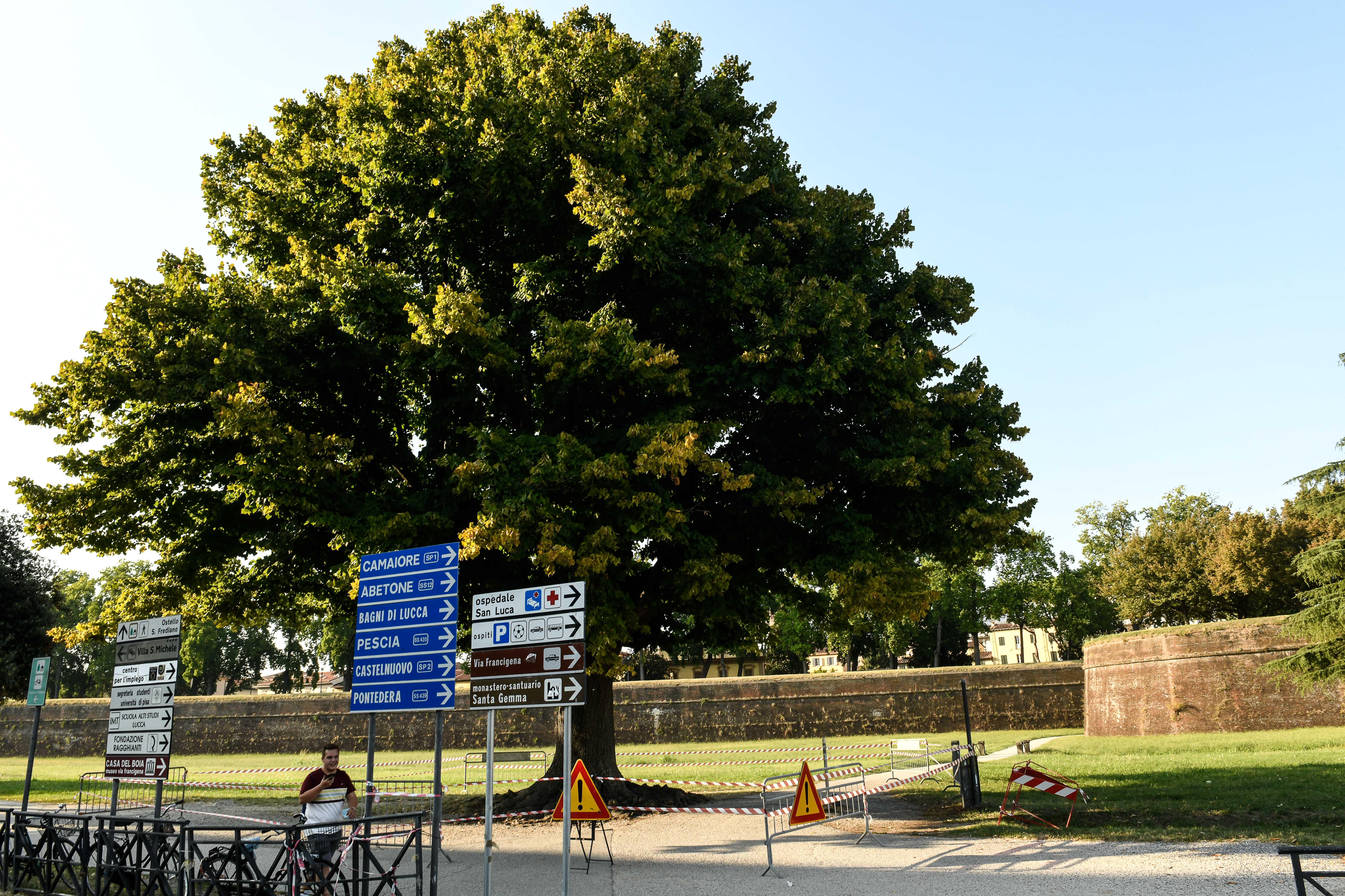 È malato grave il grande tiglio sulle Mura davanti alla stazione 