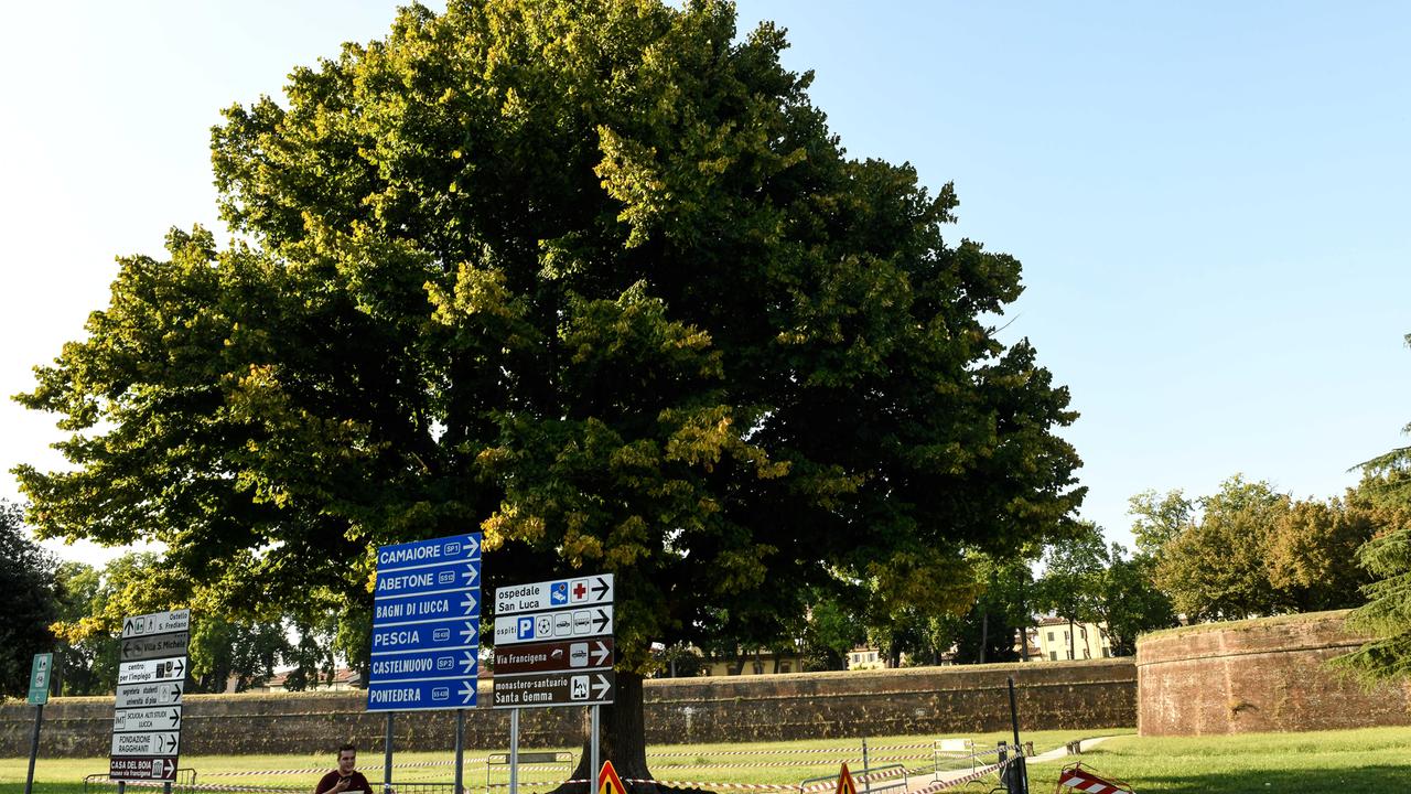 È malato grave il grande tiglio sulle Mura davanti alla stazione