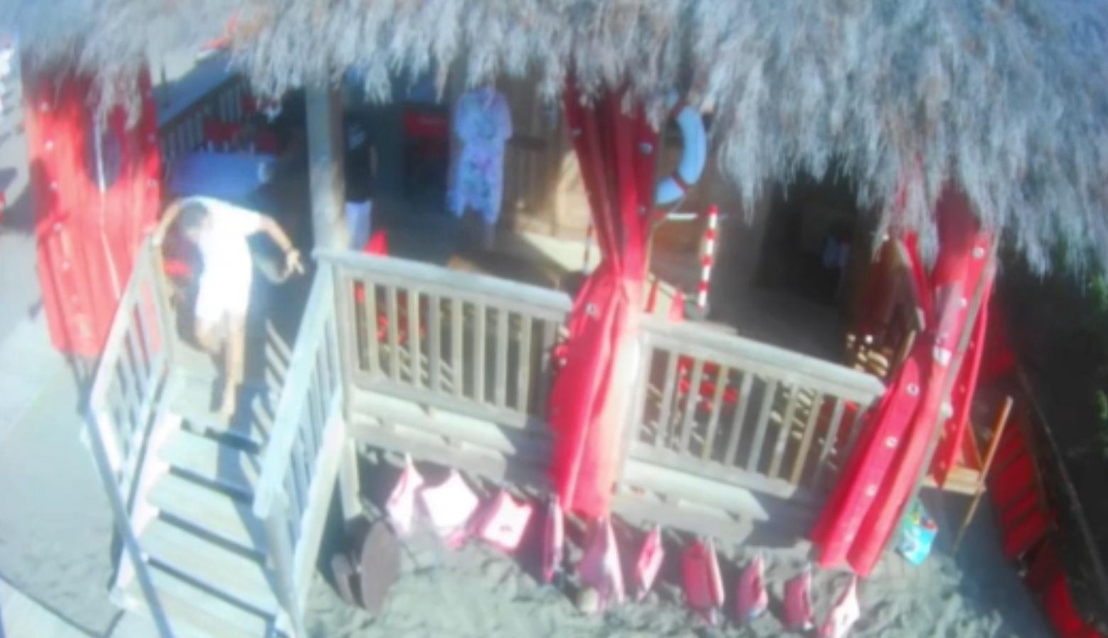 Grillo pubblica un video sull'aggressione al giornalista di Rete4: "Ecco cosa è successo davvero"