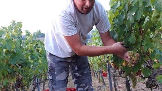 Il viticoltore Fabio Perrotti, morto a 35 anni