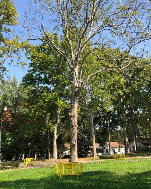 Reggio Emilia, alberi con il “cancro”: ai Giardini via al taglio di quattro platani 