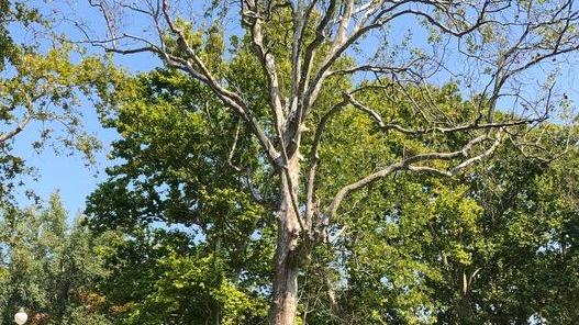 Reggio Emilia, alberi con il “cancro”: ai Giardini via al taglio di quattro platani