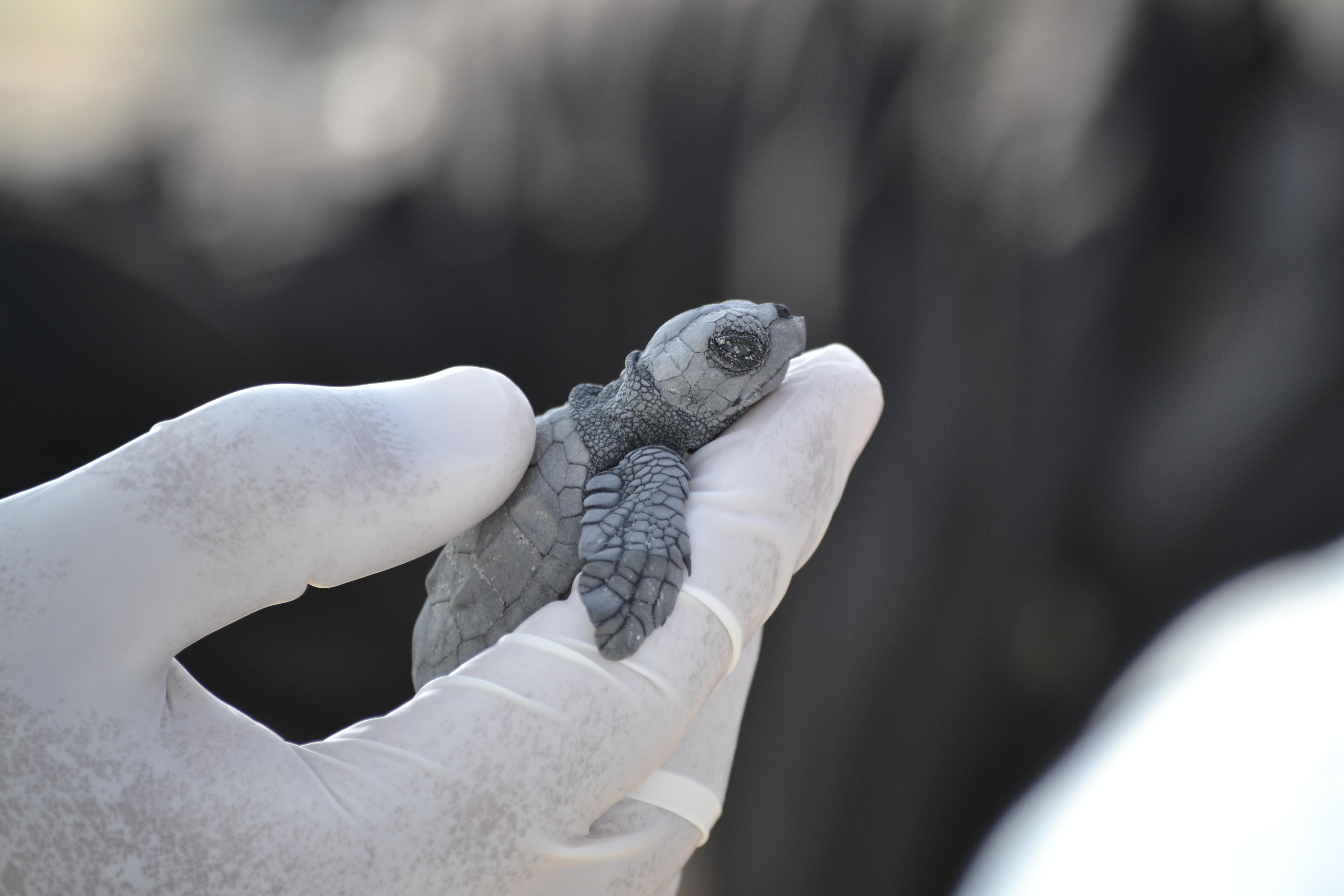 Una tartarughina neonata, immagine di repertorio